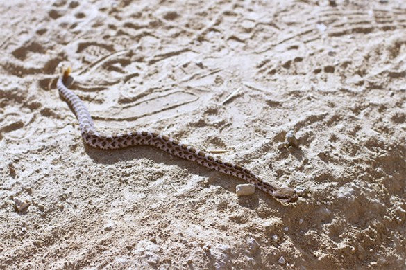 Serpiente de cascabel en el sendero