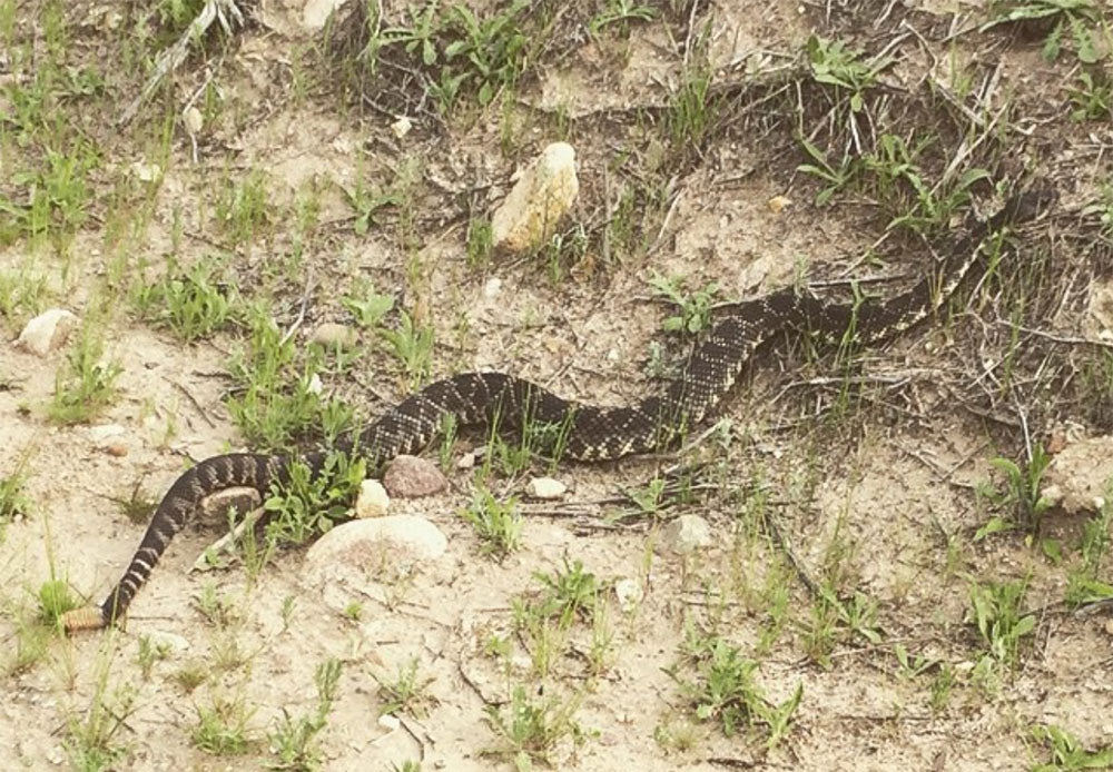 snake on the side of a trail