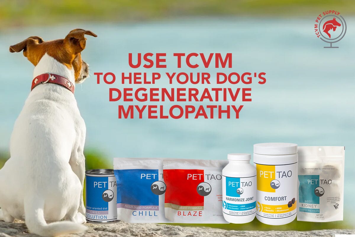 can degenerative myelopathy cured