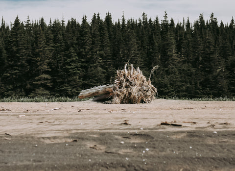 Épave d'arbre échoué sur la plage Moisi à la Côte-nord