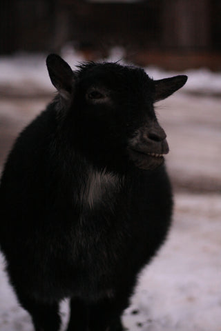 Chèvre noire Repère Boréal