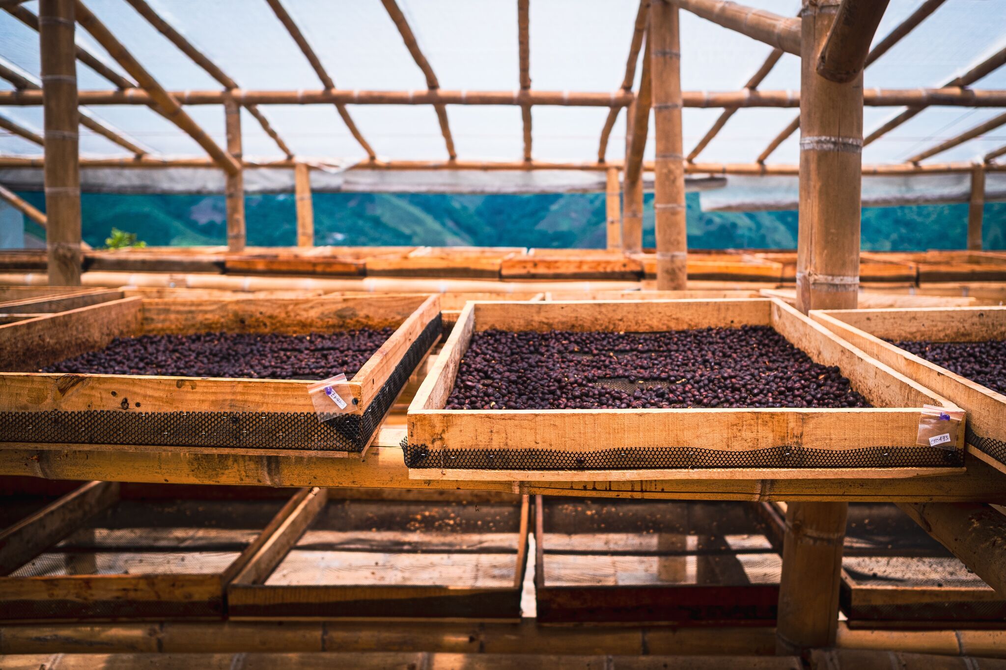 Coffee cherries set out to dry