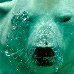 oso polar deshielo