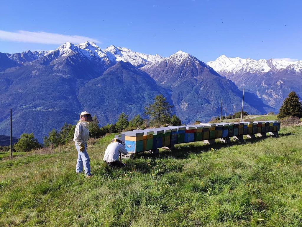 Spotlight on: Apicoltura Le Querce, Piedmont’s Most Dedicated Beekeepers