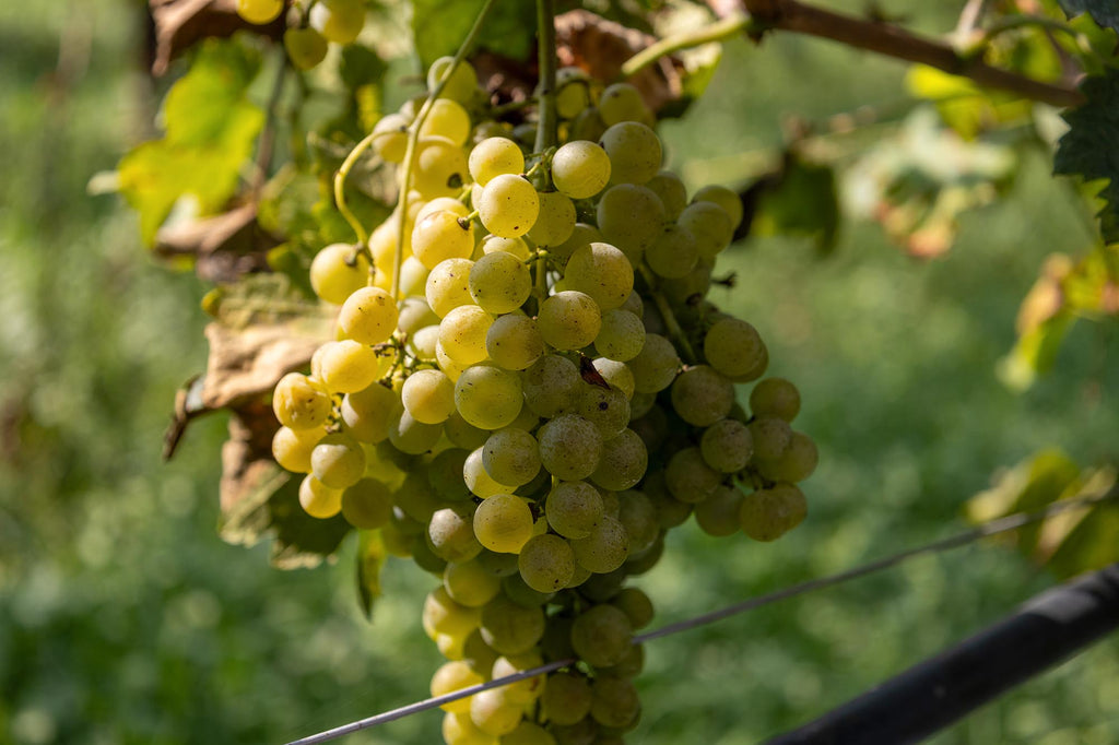 Balsamic vinegar grapes at Guerzoni