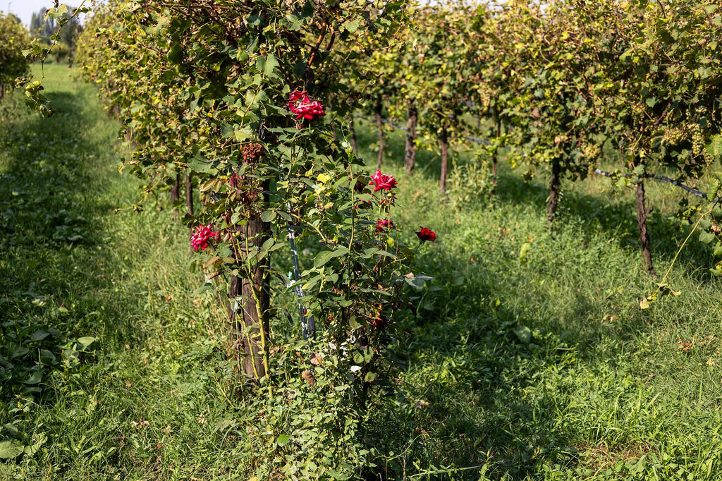 Roses at Guerzoni balsamic