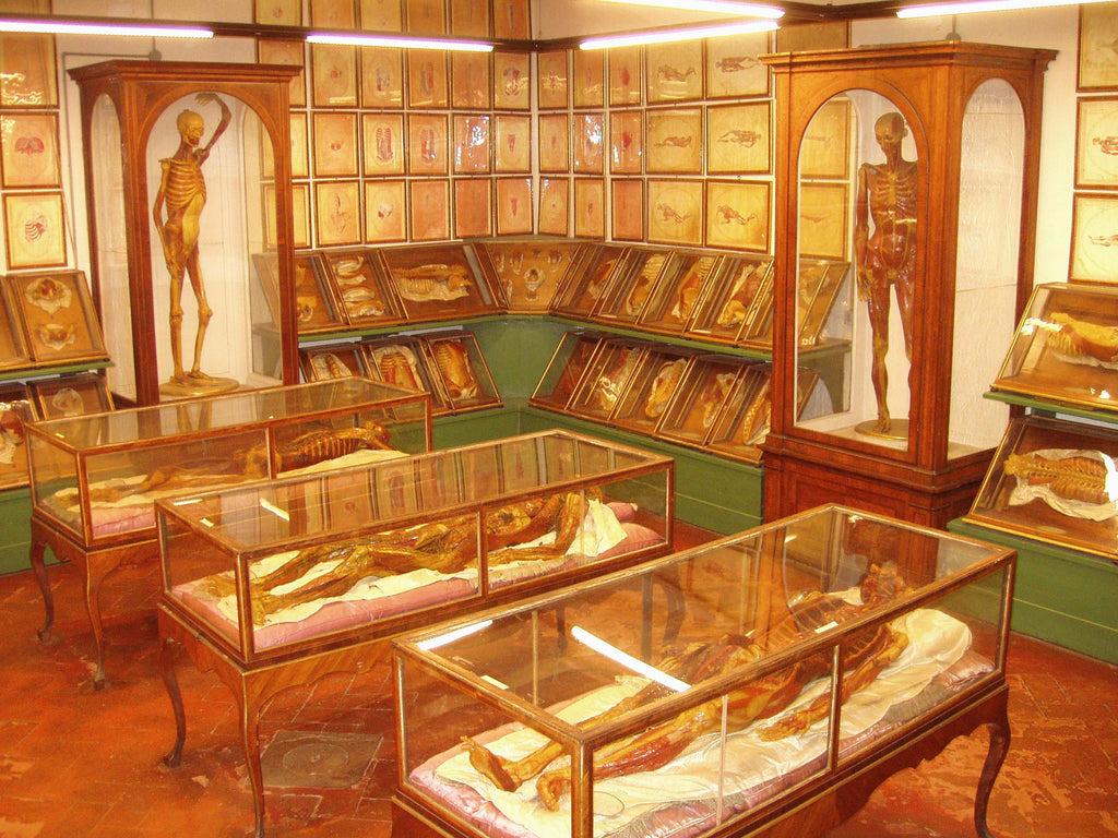 La Specola Anatomical Museum Wax Models