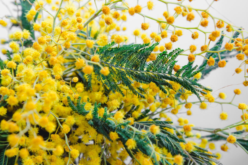 Mimosa branches