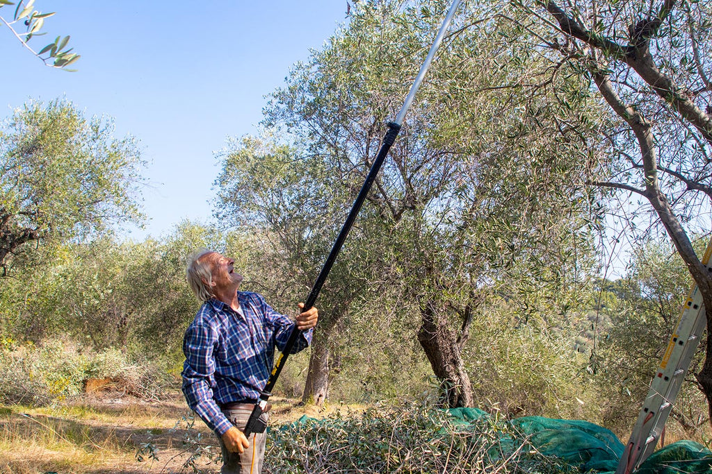 olive oil harvest