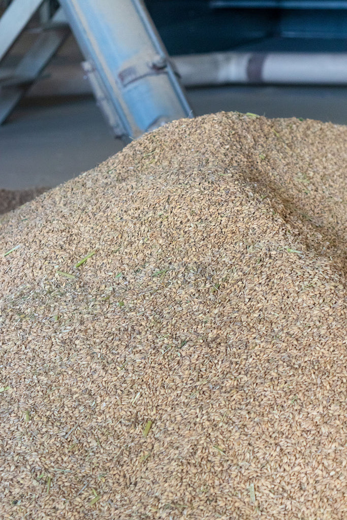 pile of rice grains