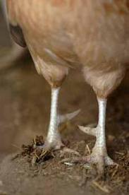 How To Look Good In Shorts  aka The Cure For My White Chicken Legs