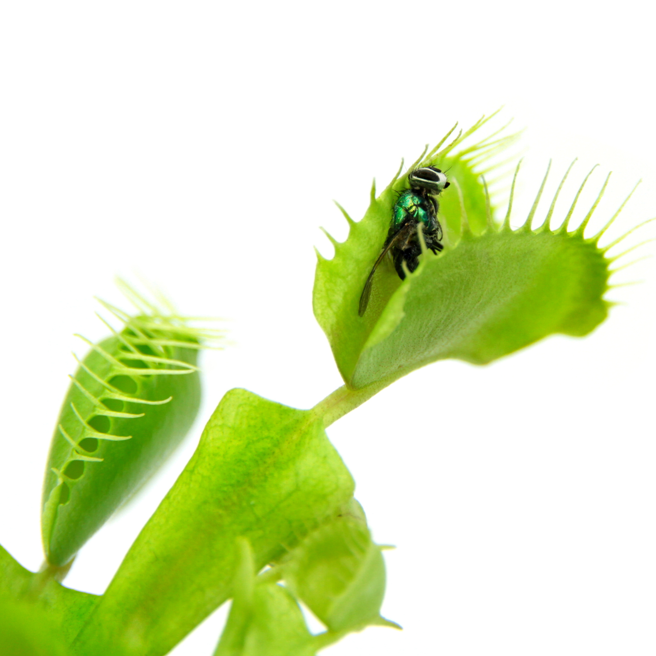 Nema Globes - Élimination biologique des insectes - Pot popper – Faucher  Botanix