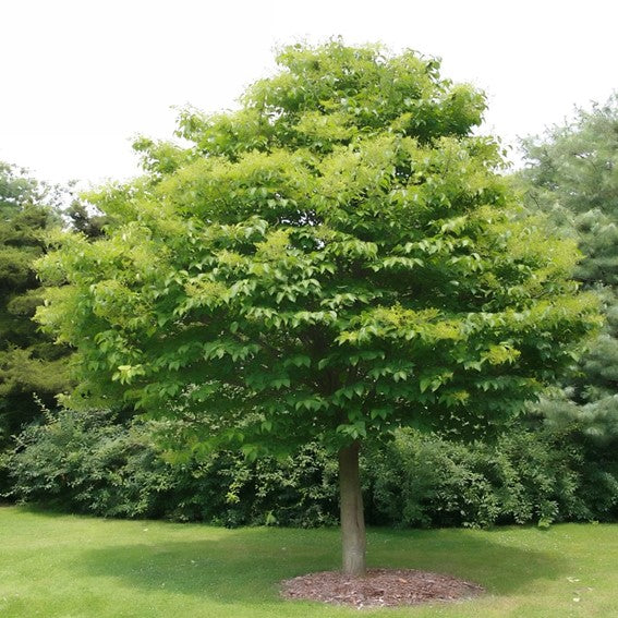 Syringa Reticulata Ivory Silk (Lilas Japonais) – Faucher Botanix