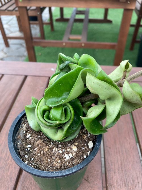 Rose du désert, Faux baobab, Adenium obesum : planter, cultiver