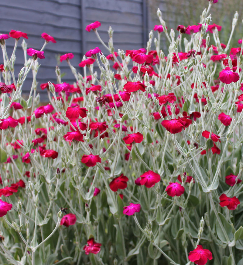 Lychnis Blood Red