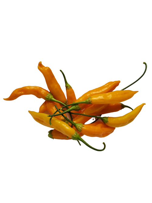 Piment Fort Aleppo - Semences BIO – Faucher Botanix