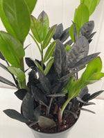 Zamioculcas zamiifolia 'Midnight' ('Raven') - Black ZZ plant