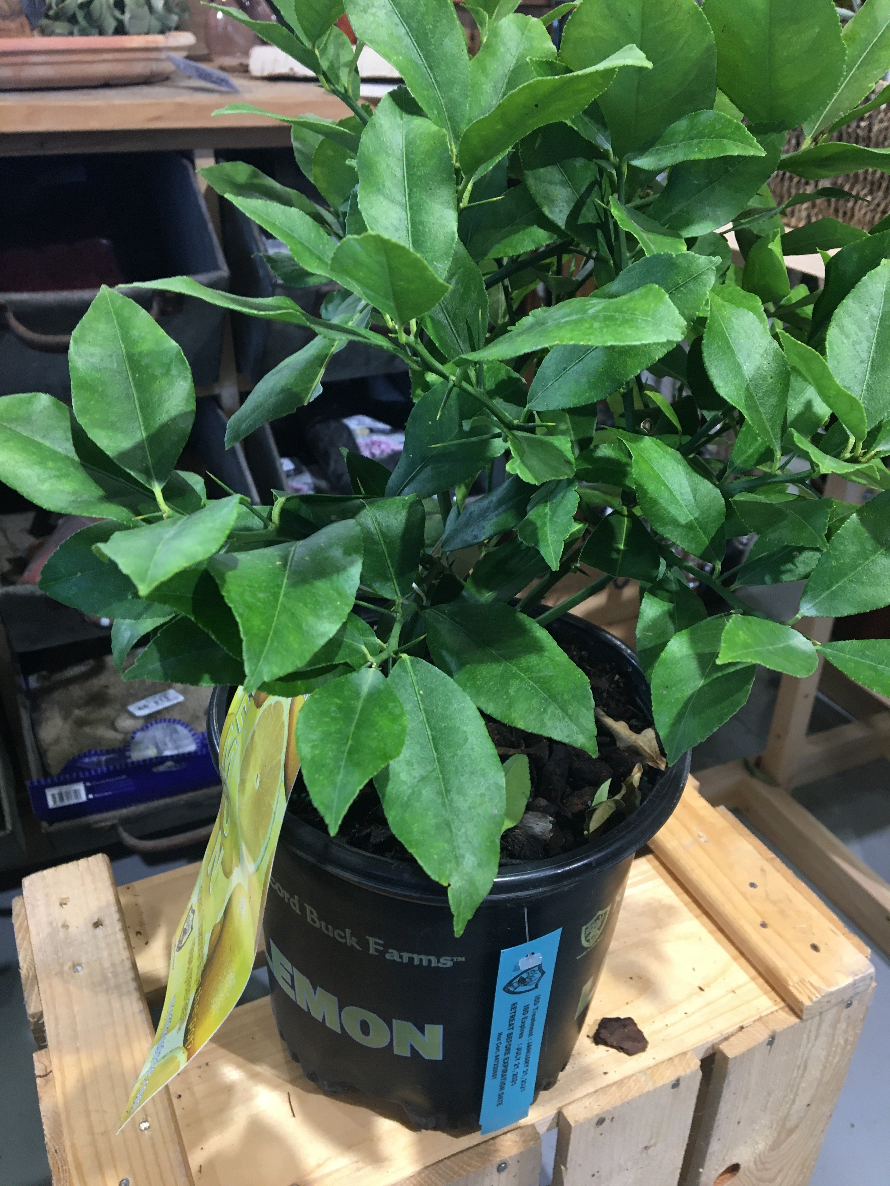Citrus aurantiifolia acide - Key Lime – Faucher Botanix