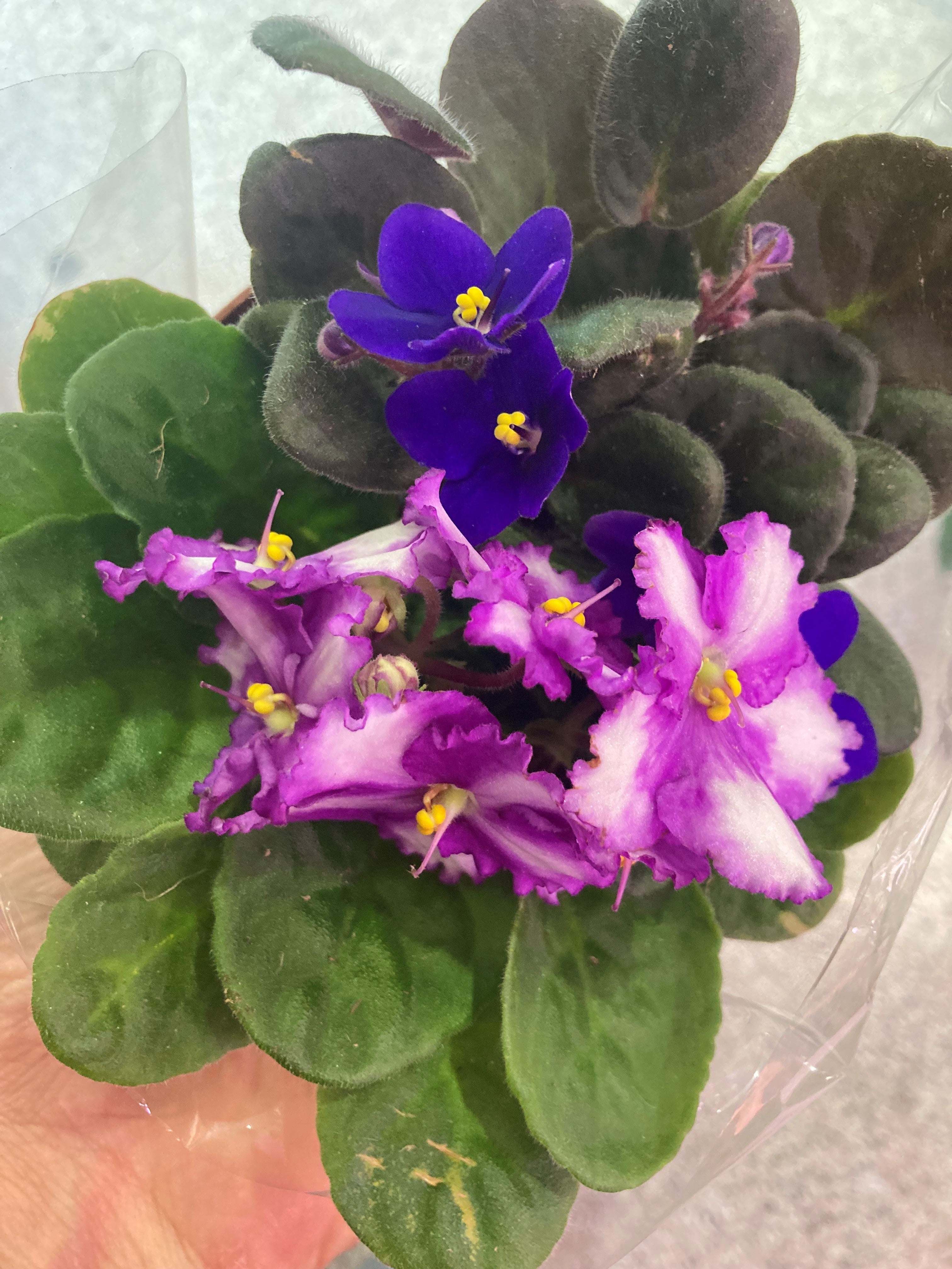 Saintpaulia - Violettes Africaines - African violet – Faucher Botanix