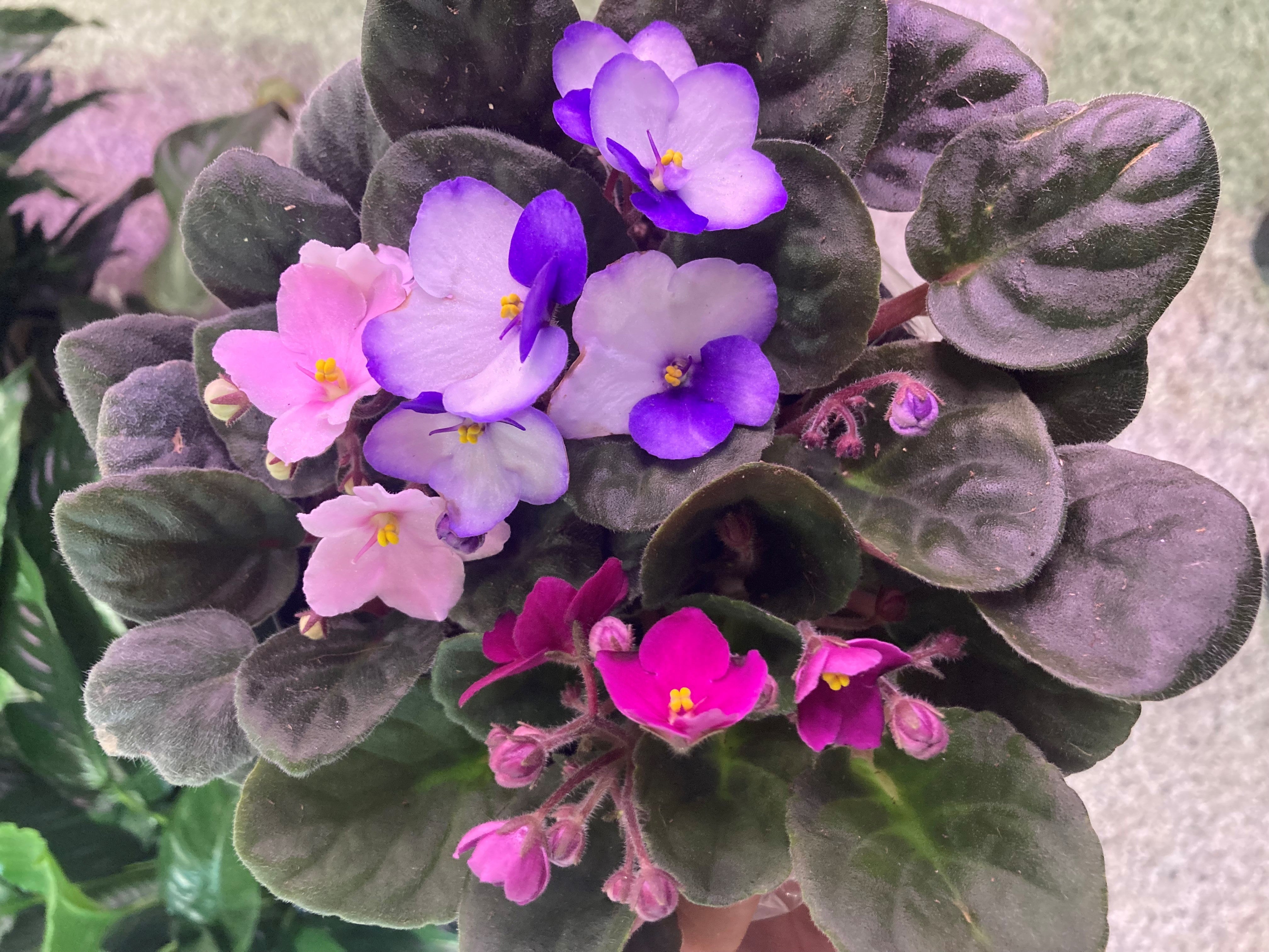 Saintpaulia - Violettes Africaines - African violet – Faucher Botanix