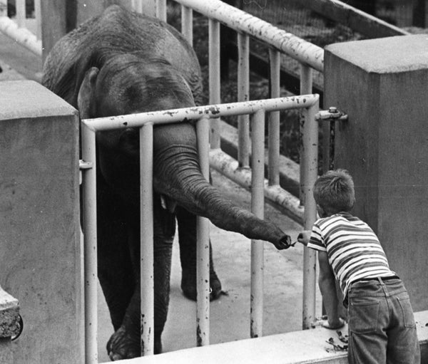 Candy the elephant at the Weed Park Zoo, 1962. -- Muscatine Journal