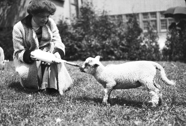 A woman feeding a lamb on Heart’s Delight Farm in June, 1913. -- Courtesy Miner Institute