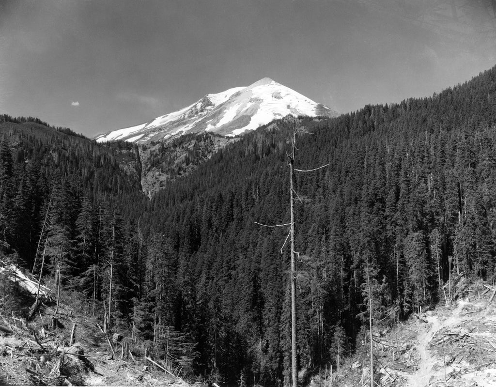 View of Mount St. Helens from the forest, 1958. -- Longview Public Library