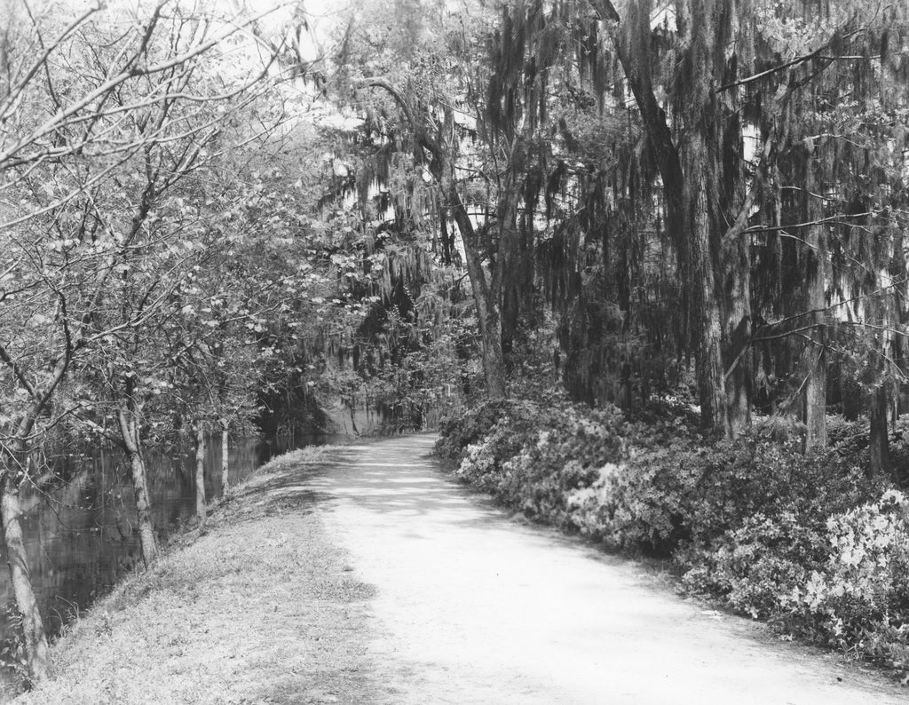 Edisto Memorial Gardens, circa 1950. Also known as Shug Lane and Lovers’ Lane, this beautiful pathway along the levee showcases the garden’s azaleas and the Edisto River’s tranquil waters. -- Chamber of Commerce