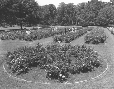 Roses at the Edisto Memorial Gardens, circa 1953. The fragrant and award-winning flowers attract visitors from all over. -- Chamber of Commerce