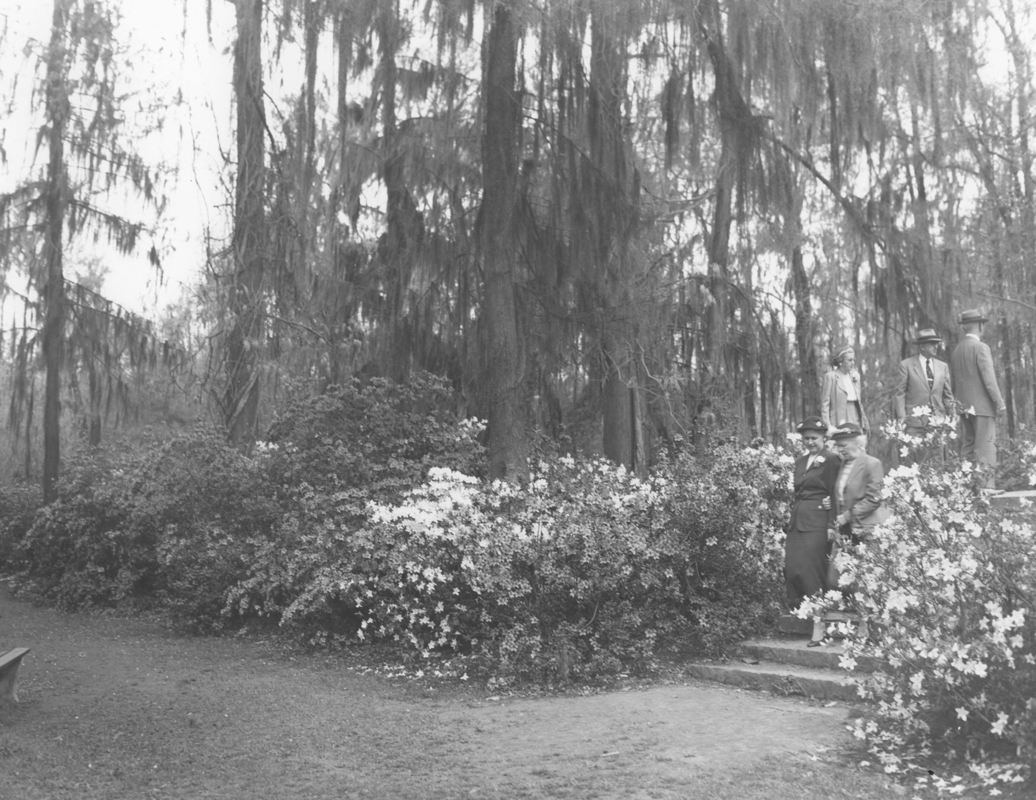 Visitors enjoy the blooming azaleas at Edisto Memorial Gardens, circa 1950. -- Chamber of Commerce