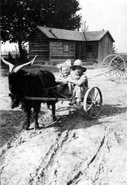 Ralph Eli Shotwell and Esther Shotwell riding in their Anatolian goat-powered wagon at Grandview Drive and Falls Avenue, Twin Falls, 1918. In the background is the family’s “prove-up” house the Shotwells built in order to satisfy homestead regulations. The Shotwells came from the Parma area in 1907. -- Courtesy Kathy Williams