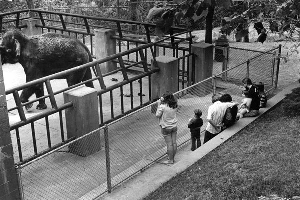 Dolly the Asian elephant at Weed Park Zoo, circa 1970s. As soon as Dolly arrived in 1966 she became the most popular attraction at the zoo. The zoo was closed and the animals were sold in 1980. -- Muscatine Journal