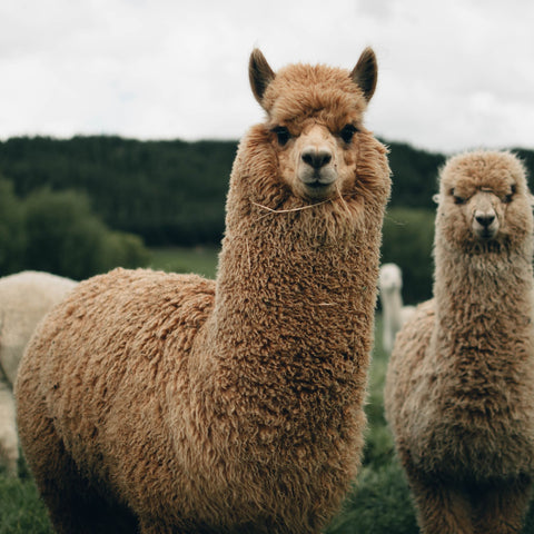 Two alpacas looking at the camera