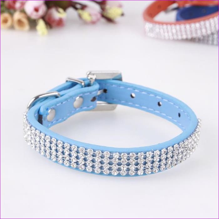 blue studded dog collar