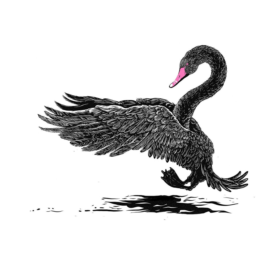 black swan drawing