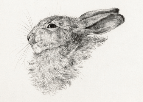 Vintage rabbit sketch
