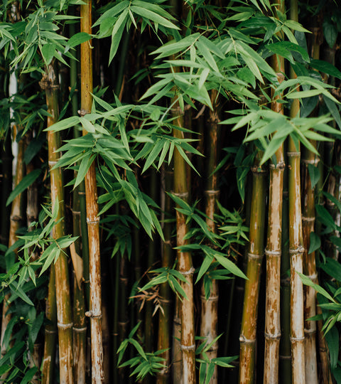 Bamboo eco friendly