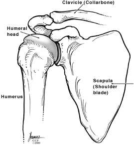 Rotator Cuff Anatomy