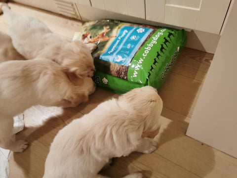 Puppies with dog food