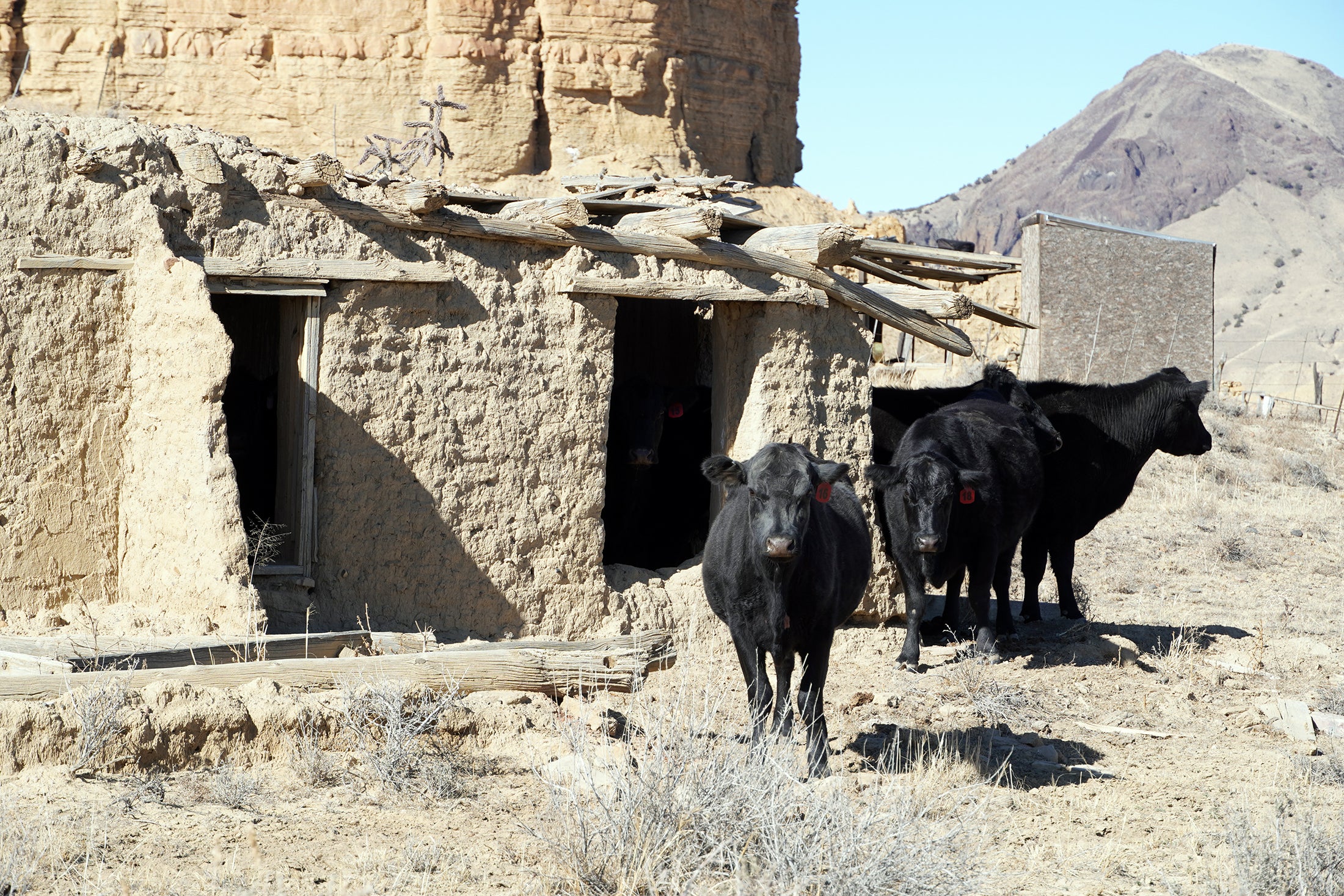 Guadalupe cattle