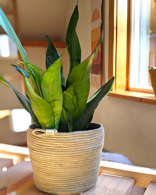 Picture of Large Naturally Dyed Rope Planter - Olive