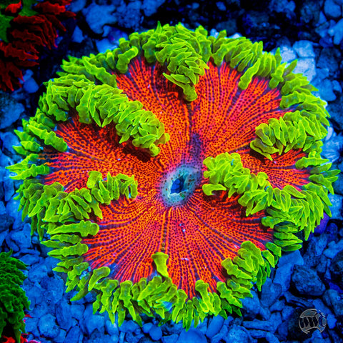 Rock flower anemone
