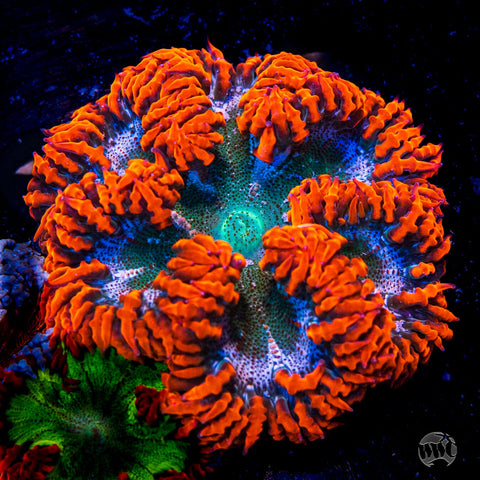 Rock Flower Anemone