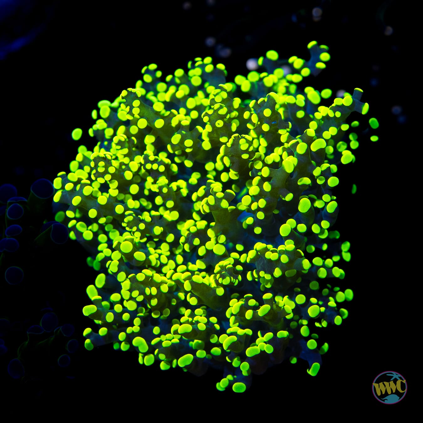 Glowbug Branching Frogspawn