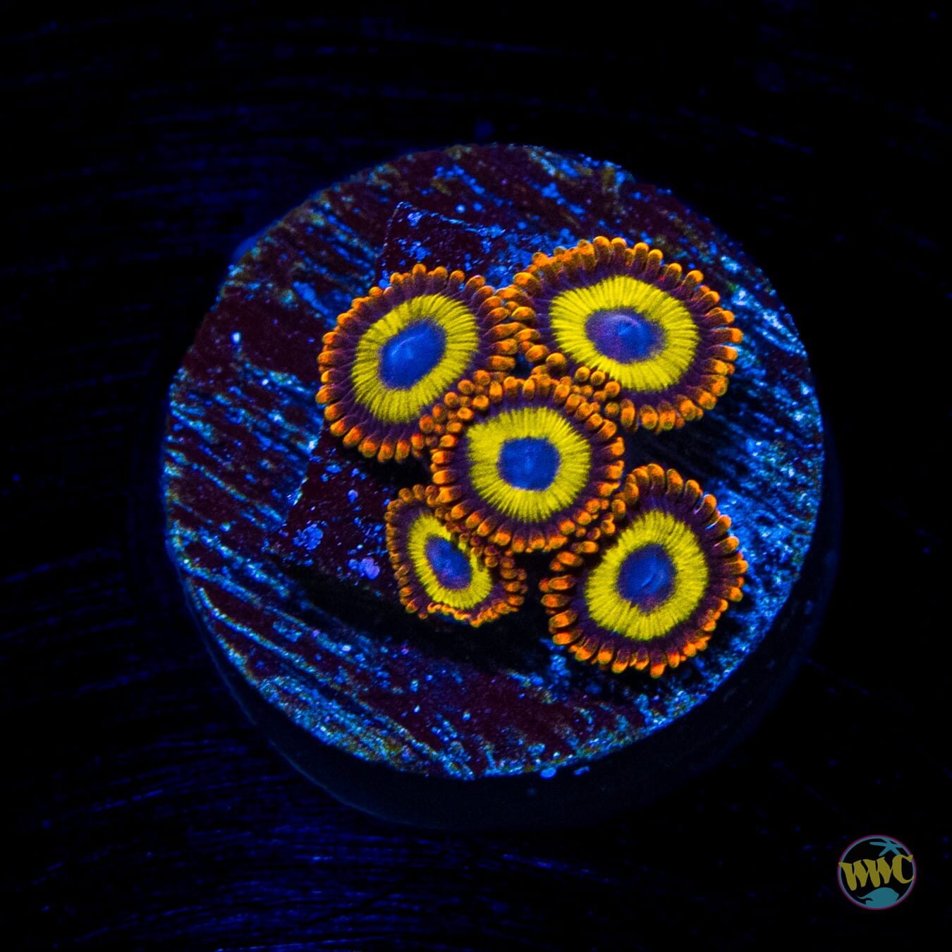 Fruit Loopz Zoanthids