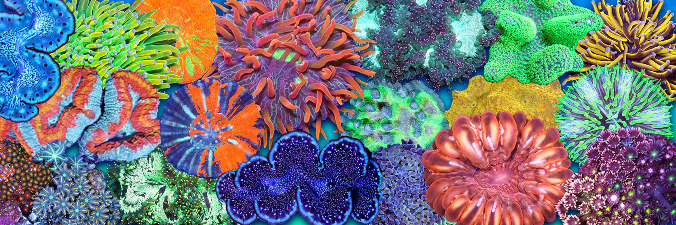 Coral Colonies