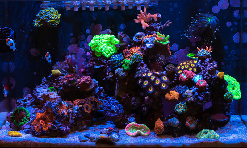 Nano Reef Aquariums: You Should Know World Corals