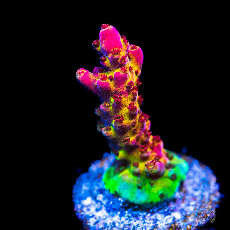 PC Rainbow Acropora