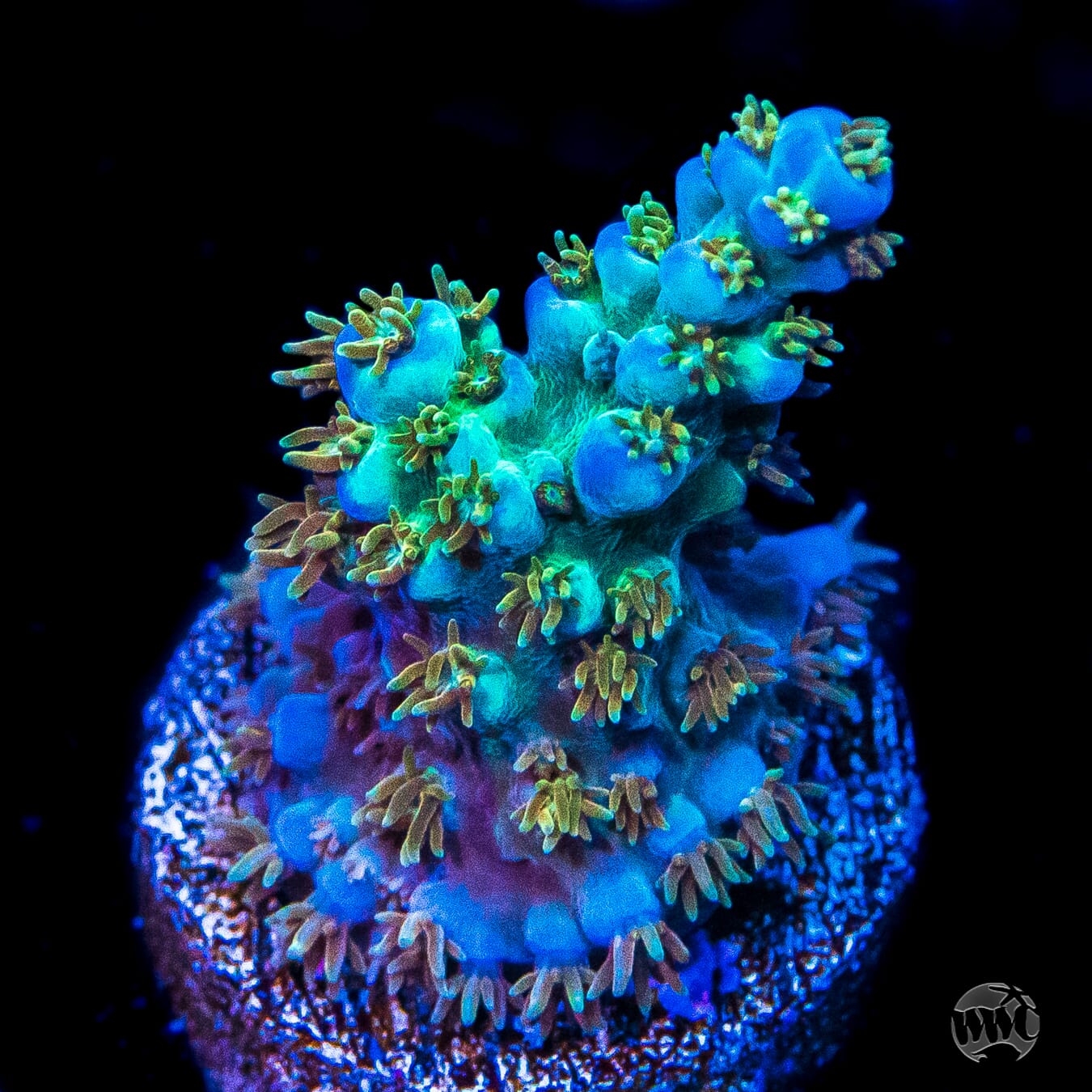 WWC Mr Freeze Acropora | World Wide Corals