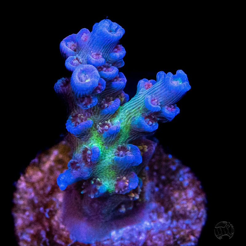 Jason Fox Jolt Acropora | World Wide Corals